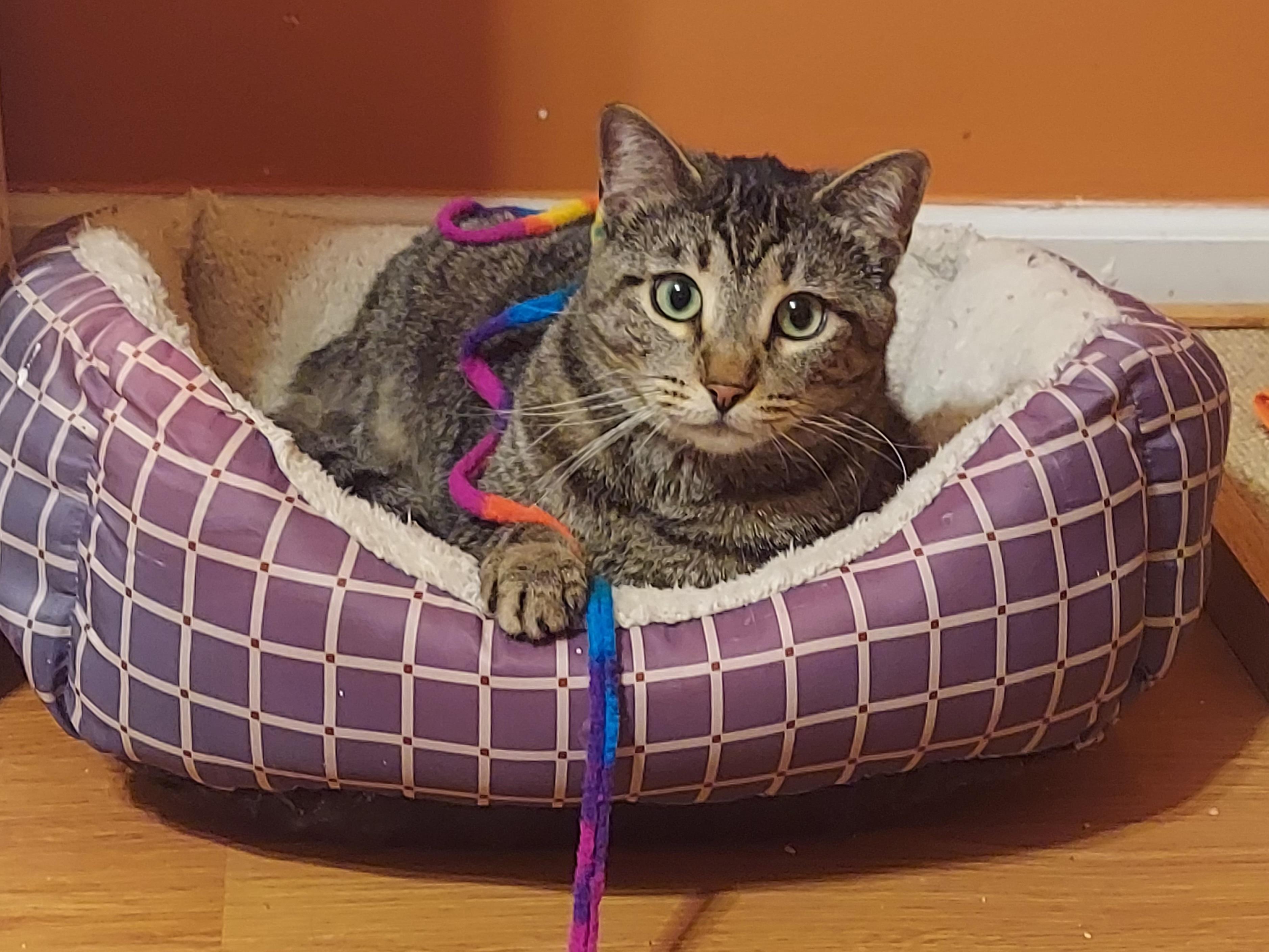 Enlarge Chessie, a Adoptable Domestic Short Hair in Marietta, GA image 2/5
