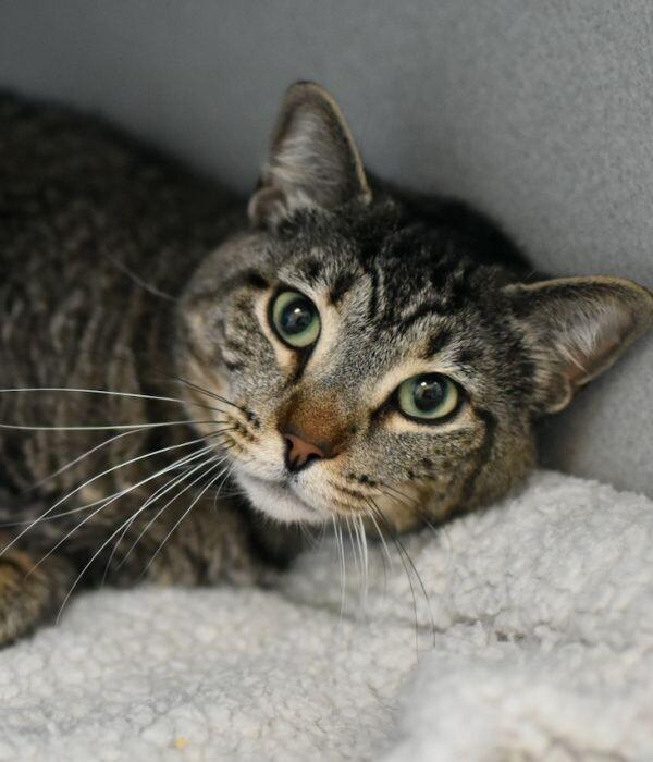 Enlarge Chessie, a Adoptable Domestic Short Hair in Marietta, GA image 3/5
