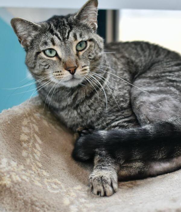 Enlarge Chessie, a Adoptable Domestic Short Hair in Marietta, GA image 4/5