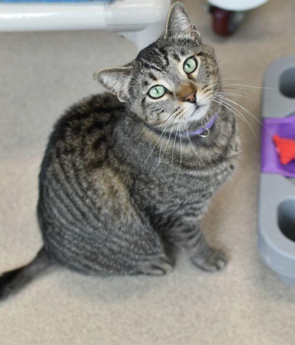Enlarge Chessie, a Adoptable Domestic Short Hair in Marietta, GA image 5/5