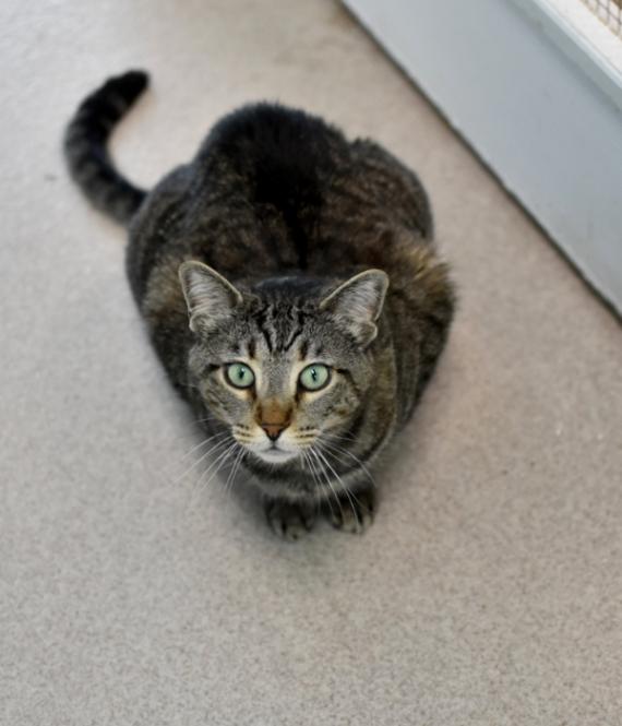 Enlarge Chessie, a Adoptable Domestic Short Hair in Marietta, GA image 6/6