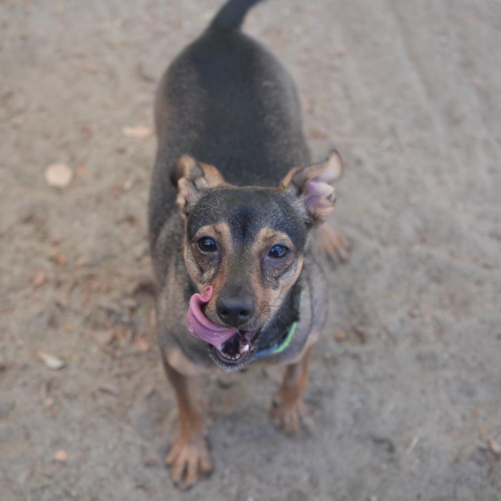 Enlarge Maggie, a Adoptable mixed breed in Coachella, CA image 2/3
