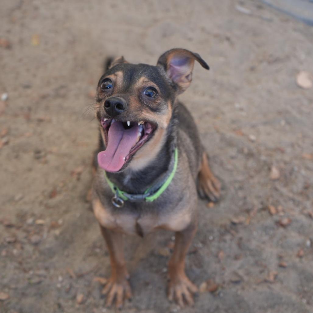 Enlarge Maggie, a Adoptable mixed breed in Coachella, CA image 3/3