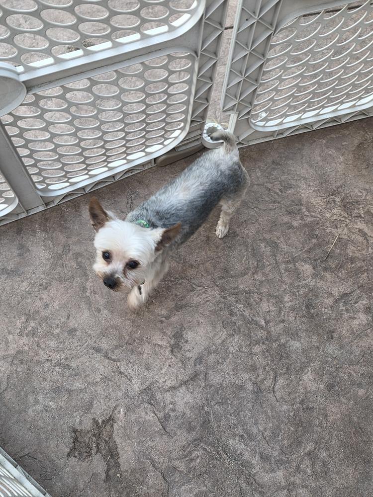 Yorkie- Bombay, a Adoptable Yorkshire Terrier in Omaha, NE image 1/6