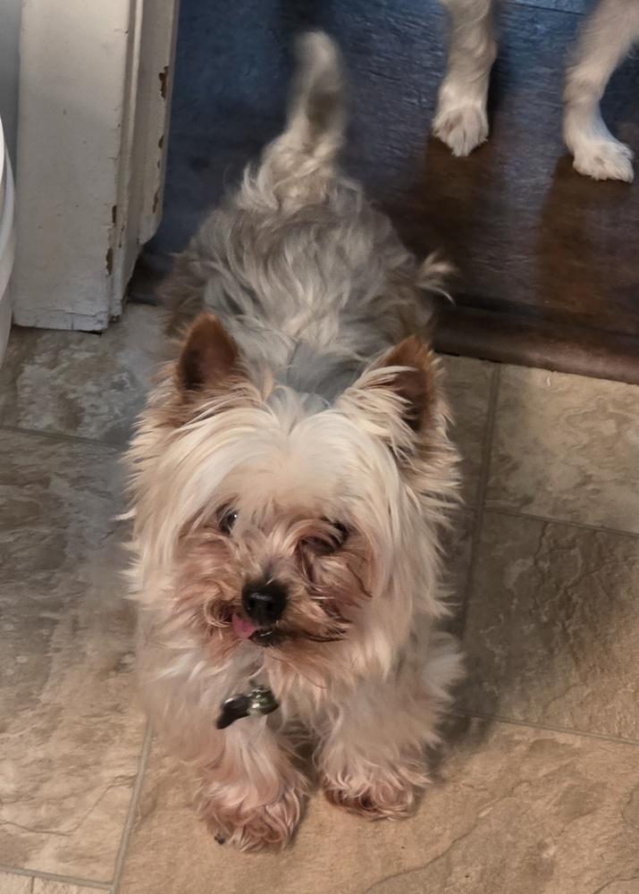 Yorkie- Bombay, a Adoptable Yorkshire Terrier in Omaha, NE image 2/6