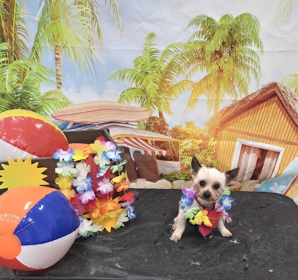 Yorkie- Bombay, a Adoptable Yorkshire Terrier in Omaha, NE image 3/6
