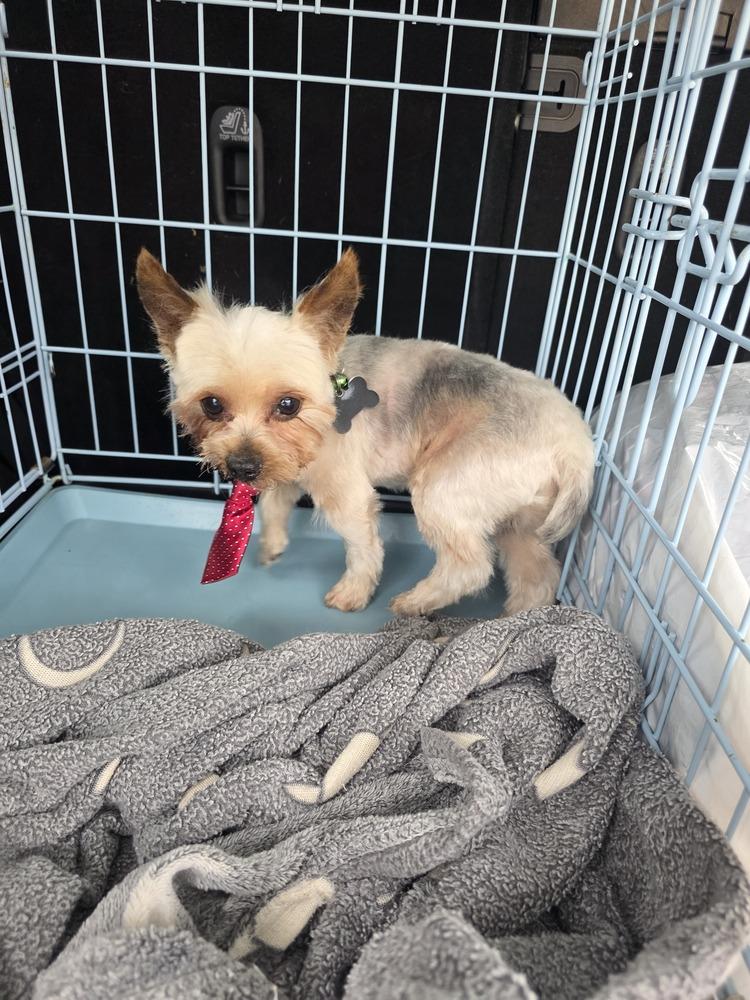 Yorkie- Bombay, a Adoptable Yorkshire Terrier in Omaha, NE image 4/6