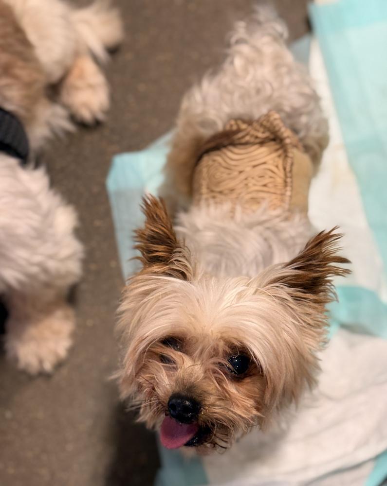 Yorkie- Bombay, a Adoptable Yorkshire Terrier in Omaha, NE image 5/6