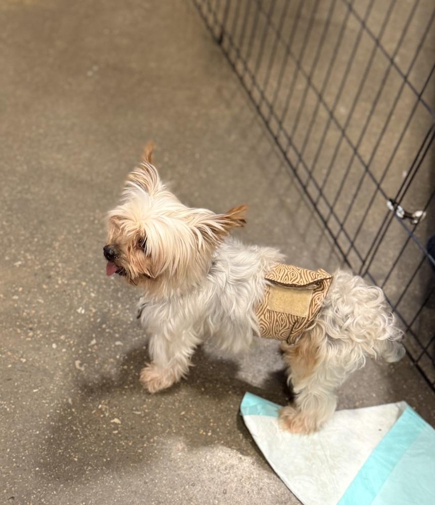 Yorkie- Bombay, a Adoptable Yorkshire Terrier in Omaha, NE image 6/6