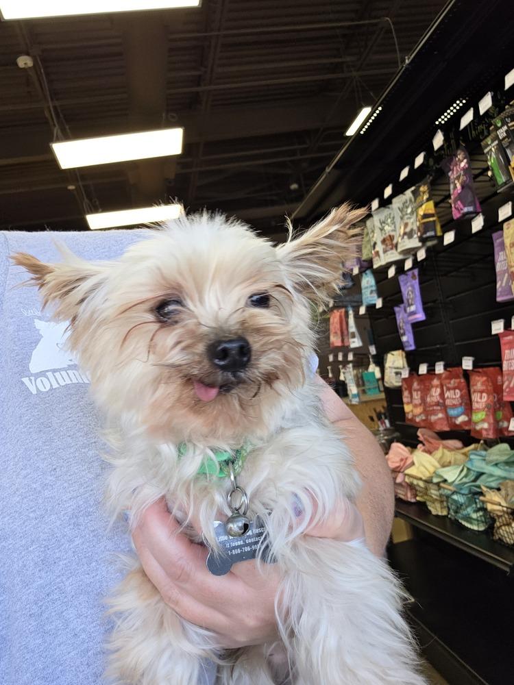 Enlarge Yorkie- Bombay, a Adoptable Yorkshire Terrier in Omaha, NE image 6/6