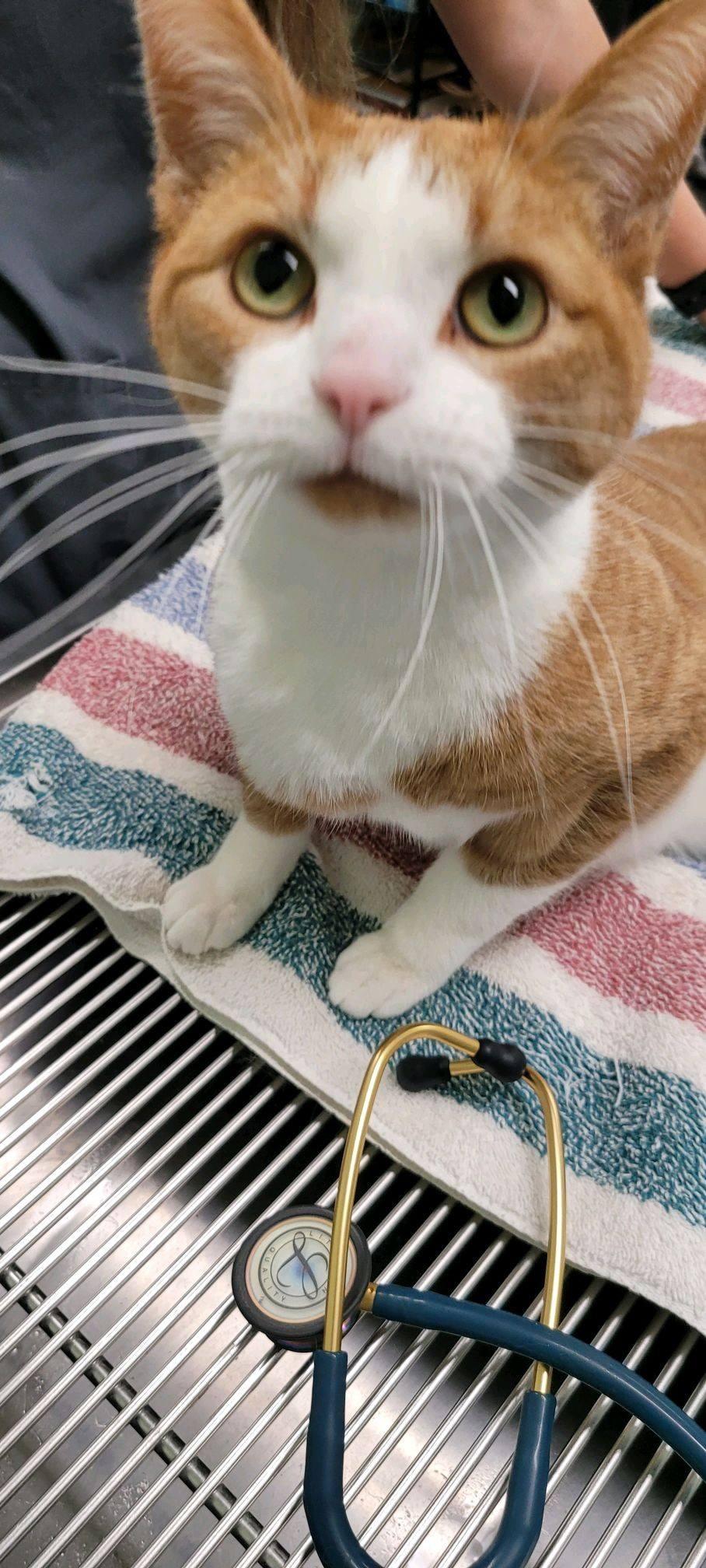 Frankie, an adoptable Domestic Short Hair in Morris, MN, 56267 | Photo Image 2
