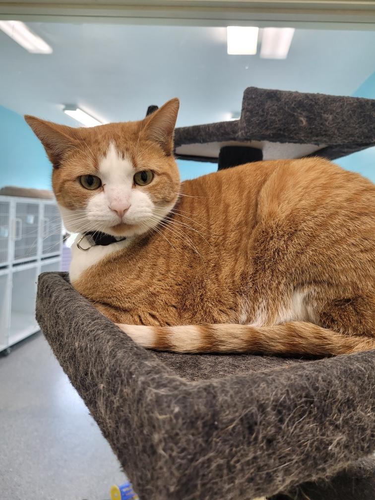 Frankie, an adoptable Domestic Short Hair in Morris, MN, 56267 | Photo Image 1