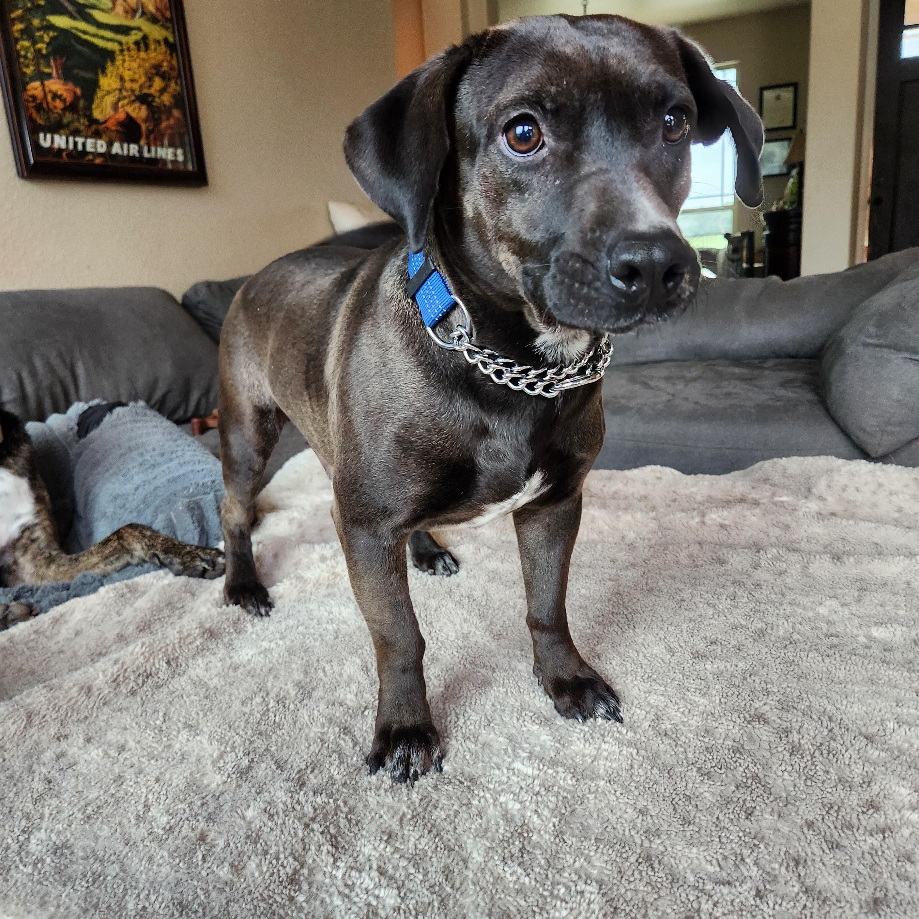 Enlarge Sonny, a ADOPTABLE mixed breed in Killeen, TX image 3/3