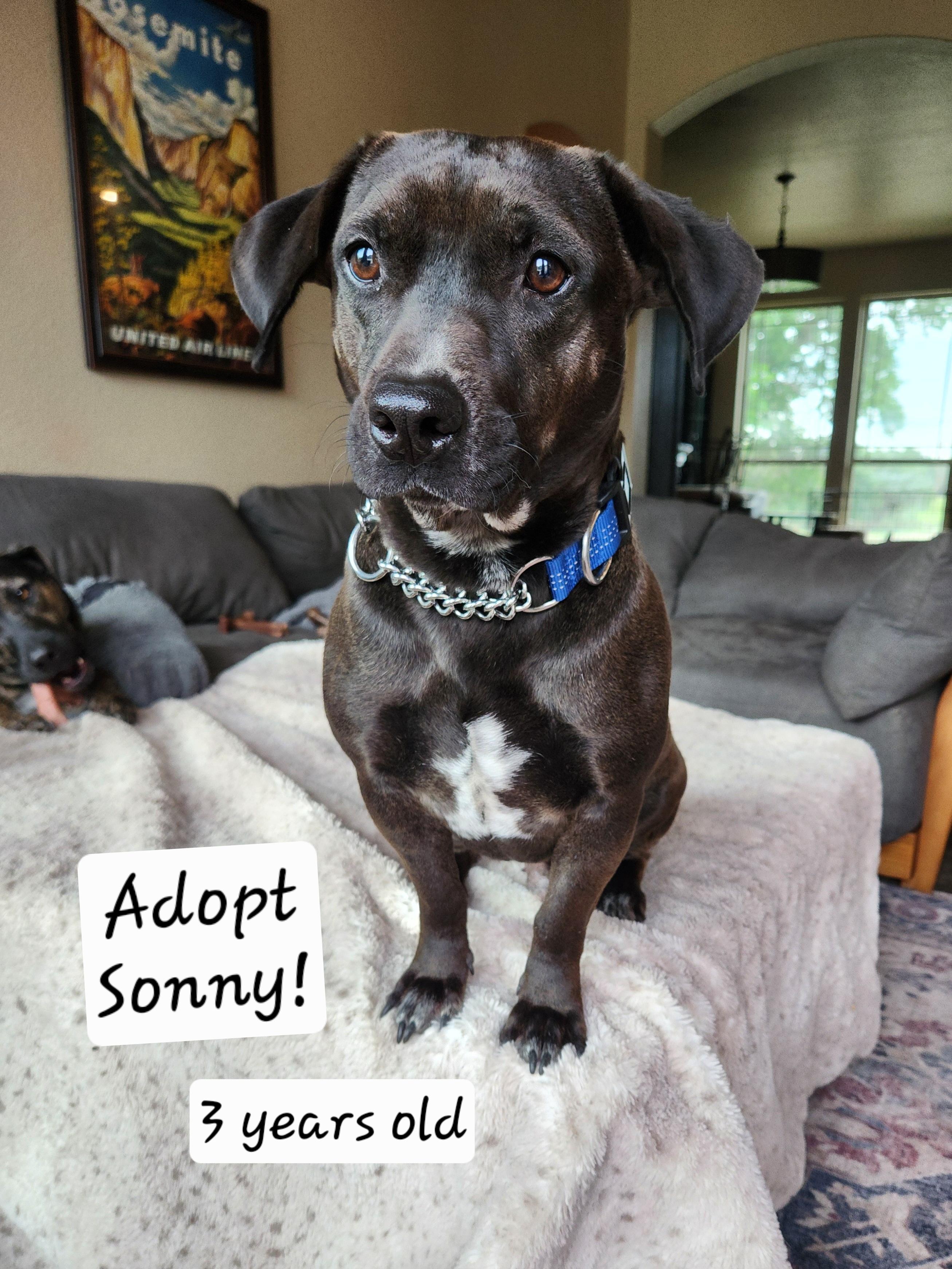 Sonny, ADOPTABLE, Adult Male Dachshund.