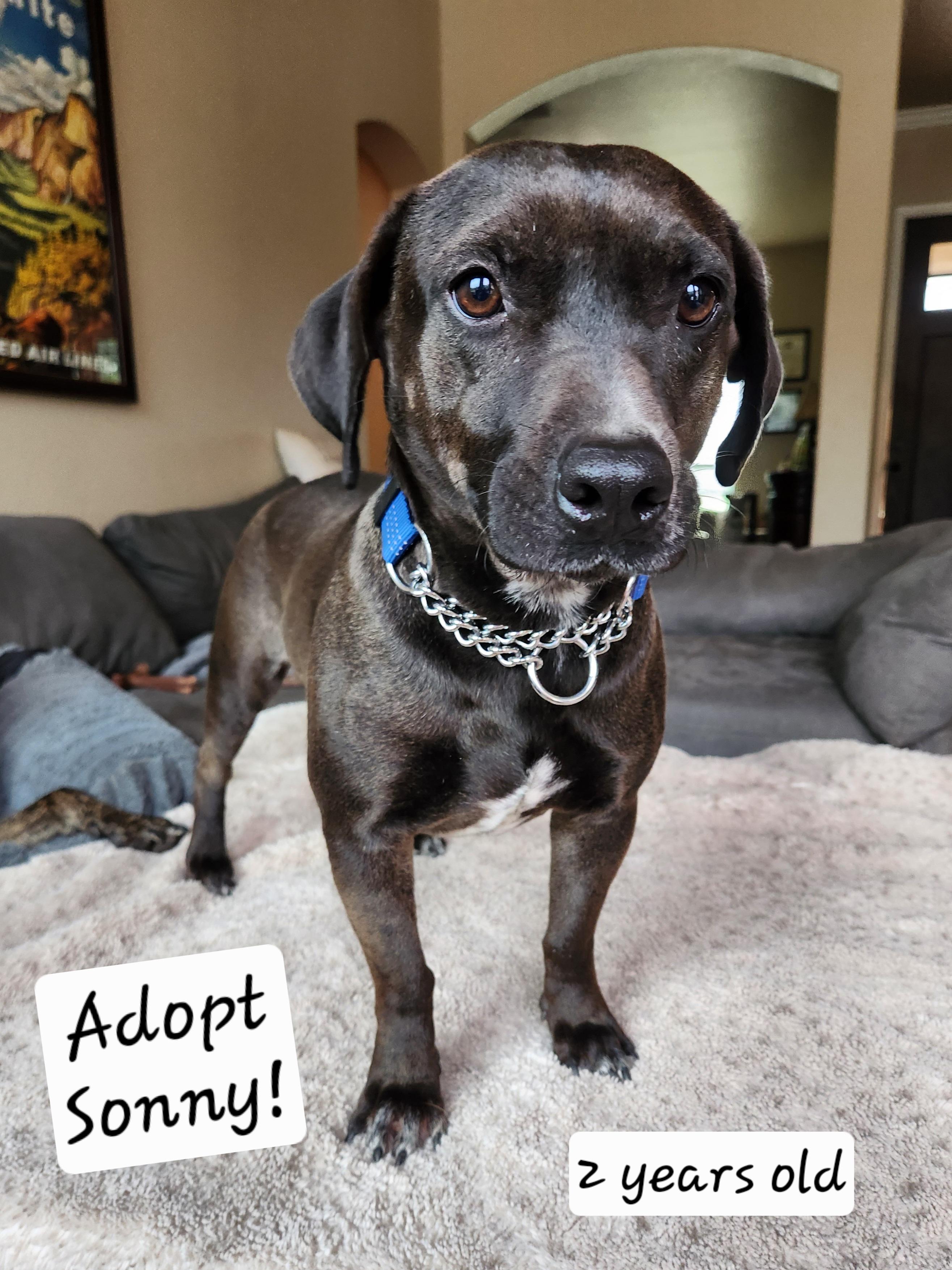 Enlarge Sonny, a ADOPTABLE mixed breed in Killeen, TX image 2/3