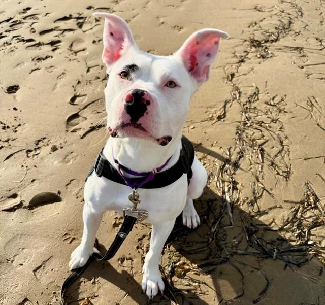 Enlarge COLA, a Adoptable mixed breed in San Luis Obispo, CA image 1/1