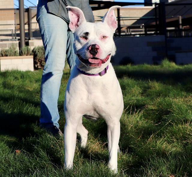 COLA, Adoptable, Young Male Pit Bull Terrier & Mixed Breed.