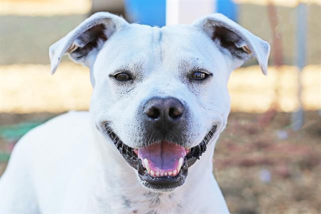 THOR, Adoptable, Young Male Pit Bull Terrier & Mixed Breed.