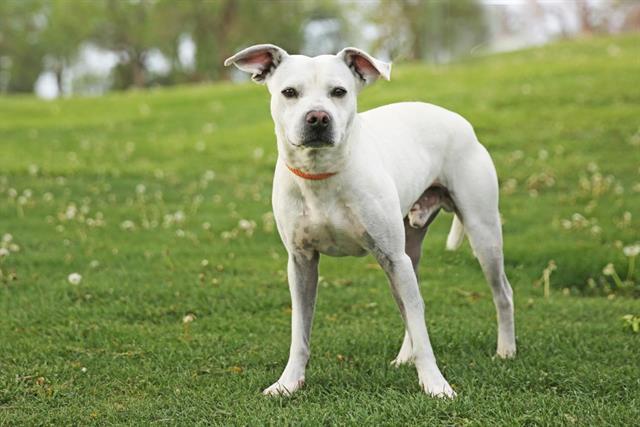 Enlarge THOR, a Adoptable mixed breed in Albuquerque, NM image 1/1