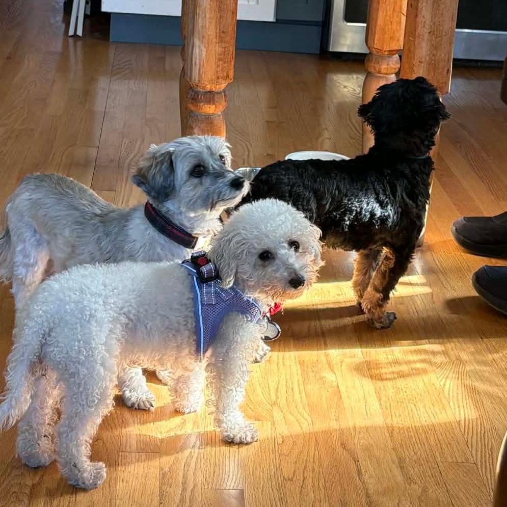 Birdie, Adoptable, Adult Female Bichon Frise.