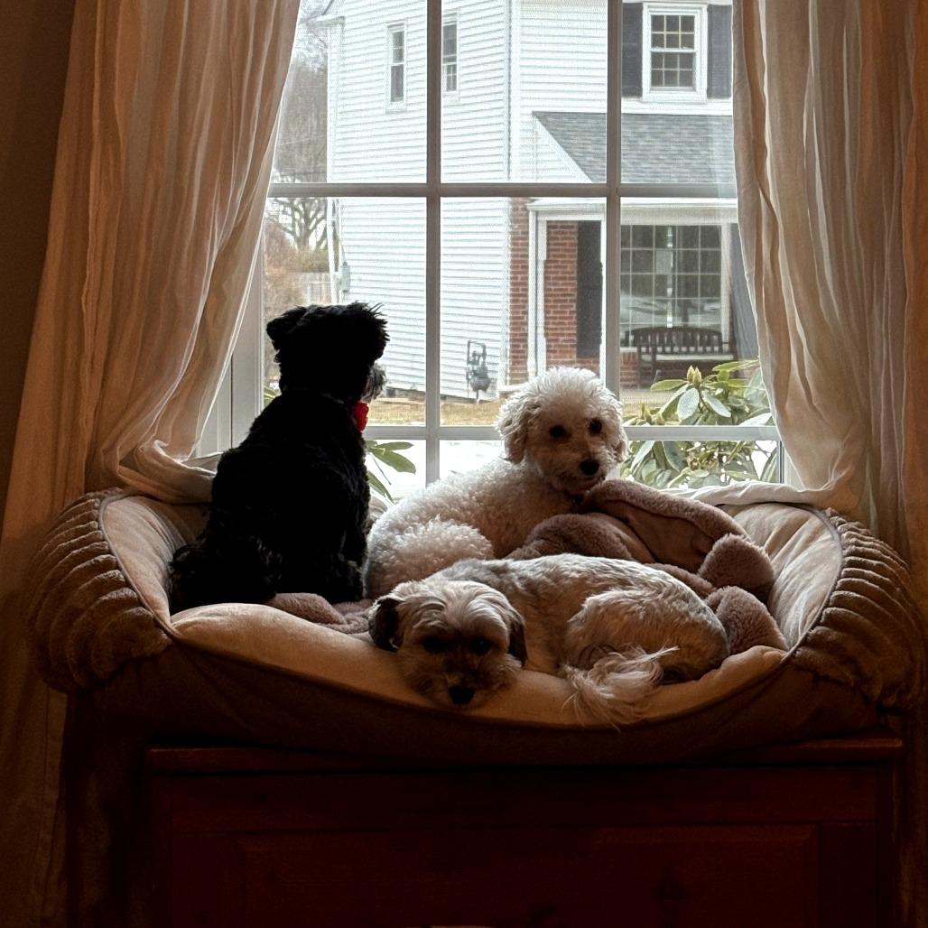 Enlarge Birdie, a Adoptable Bichon Frise in Sinking Spring, PA image 2/6