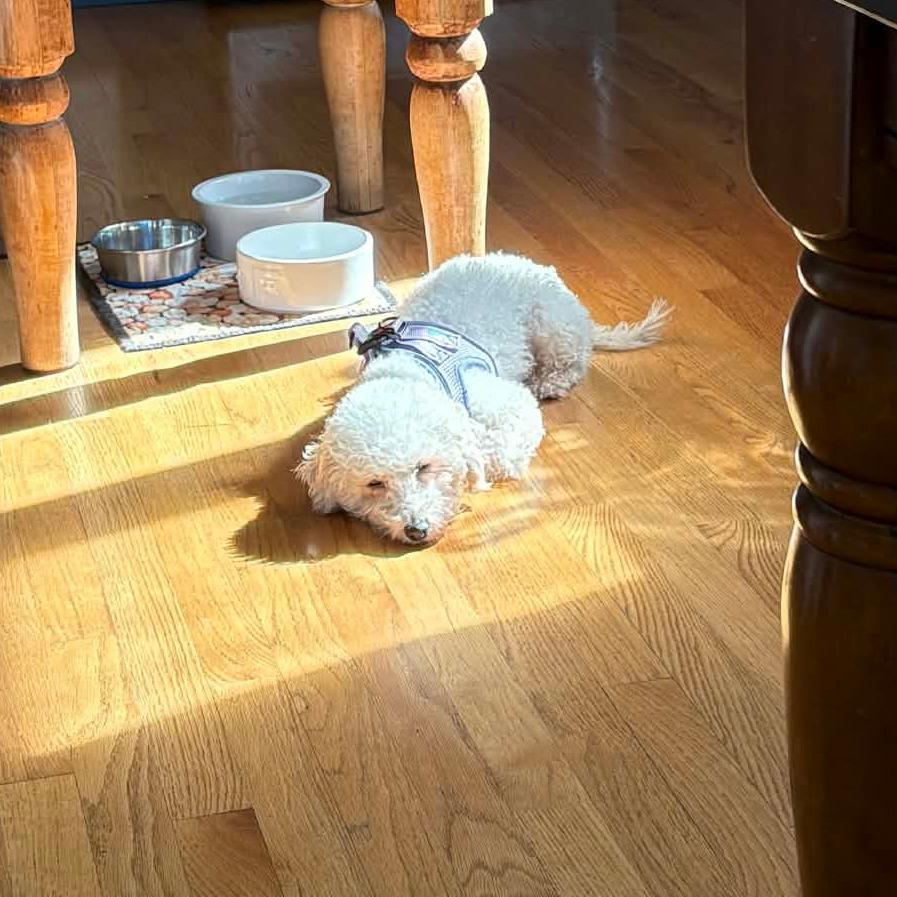 Enlarge Birdie, a Adoptable Bichon Frise in Sinking Spring, PA image 3/6