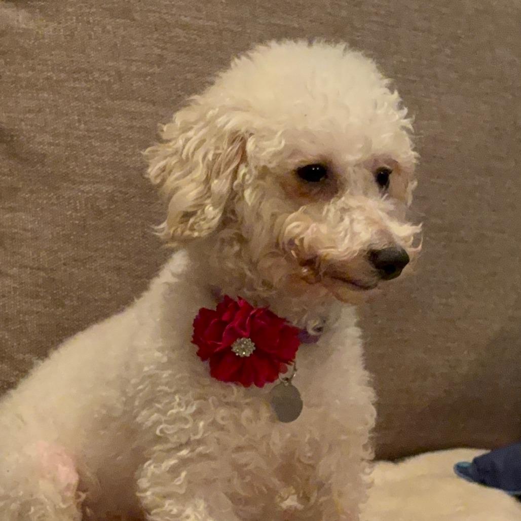 Enlarge Birdie, a Adoptable Bichon Frise in Sinking Spring, PA image 4/6