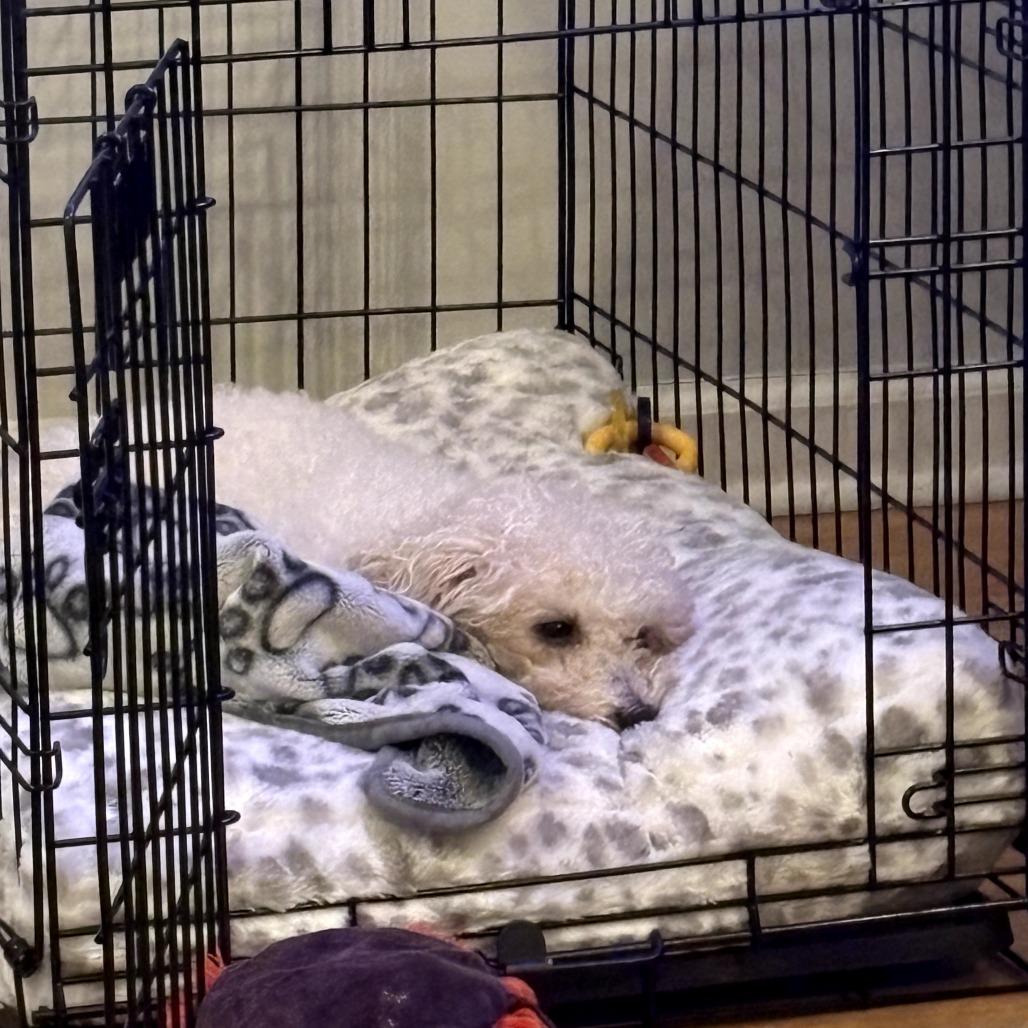 Enlarge Birdie, a Adoptable Bichon Frise in Sinking Spring, PA image 5/6