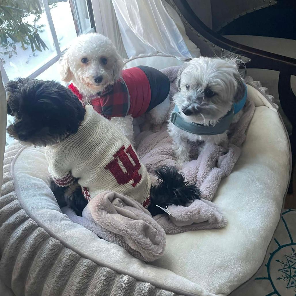 Enlarge Birdie, a Adoptable Bichon Frise in Sinking Spring, PA image 6/6