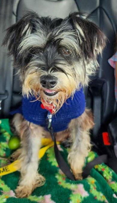 Nina, a Adopted mixed breed in San Diego, CA image 1/2