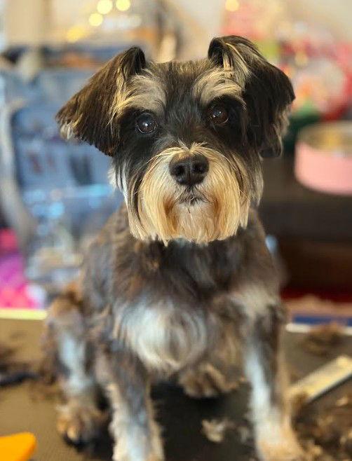 Nina, a Adopted mixed breed in San Diego, CA image 2/2