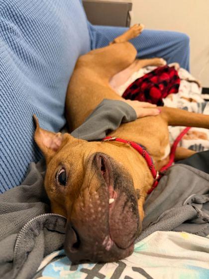 Tango, Adoptable, Adult Male Pit Bull Terrier & Mixed Breed.