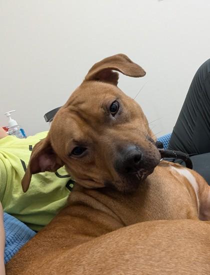 Enlarge Tango, a Adoptable mixed breed in Chicago, IL image 2/3