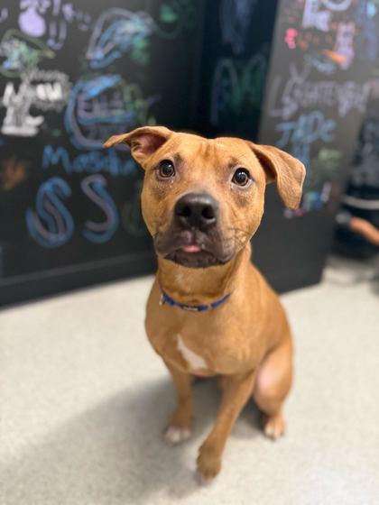 Enlarge Tango, a Adoptable mixed breed in Chicago, IL image 3/3