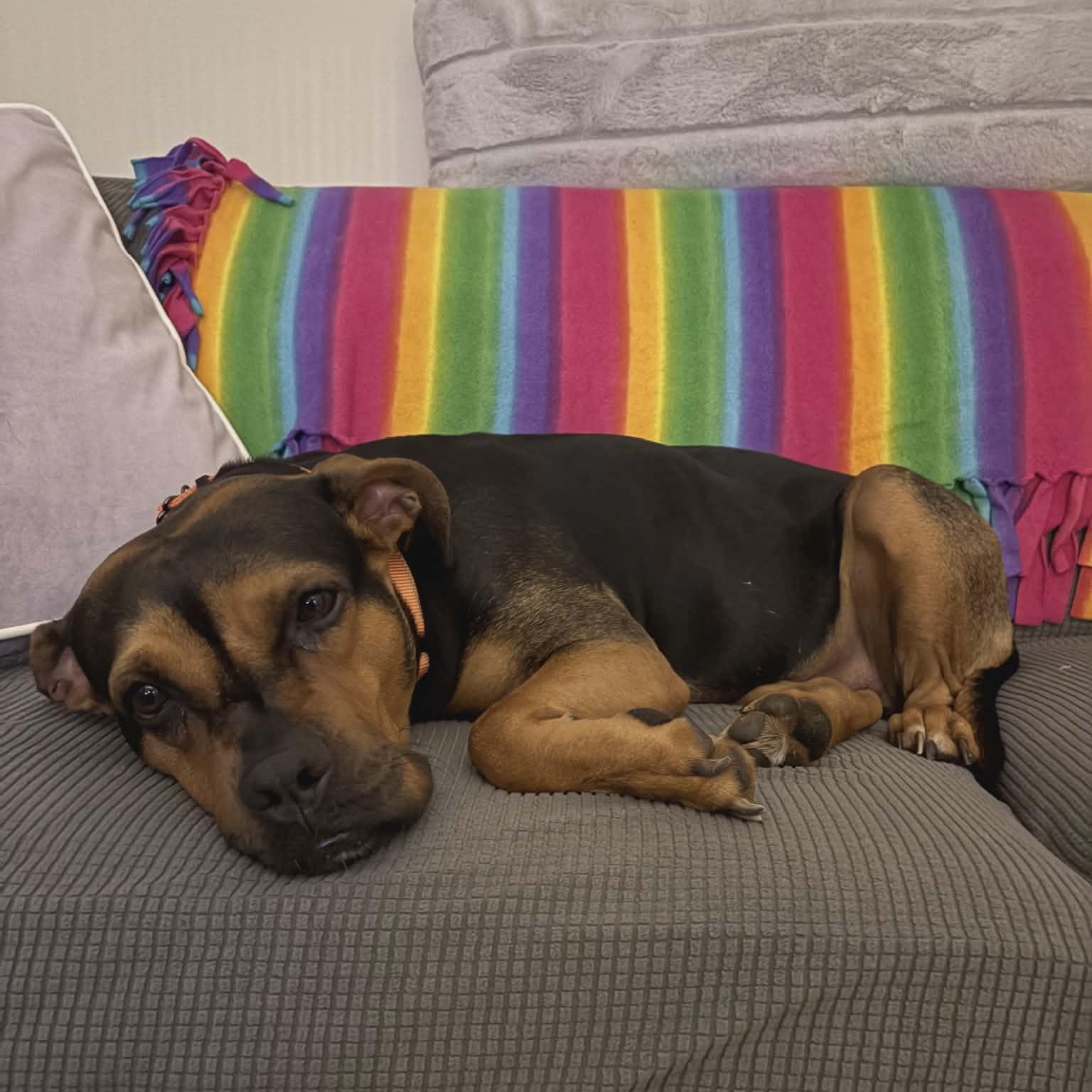 Enlarge Maybelline, an adopted Mixed Breed in Schenectady, NY image 4/5