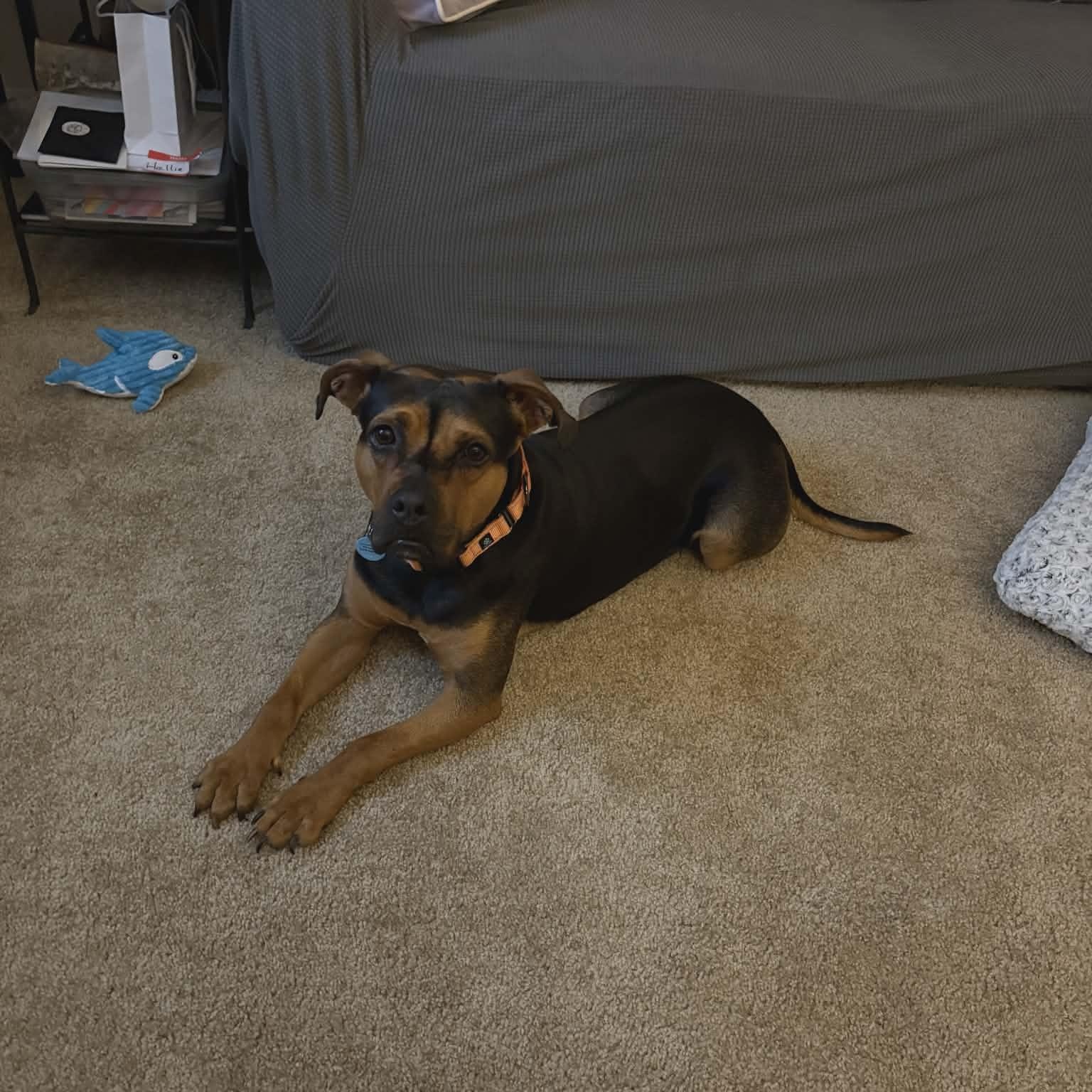 Enlarge Maybelline, an adopted Mixed Breed in Schenectady, NY image 5/5