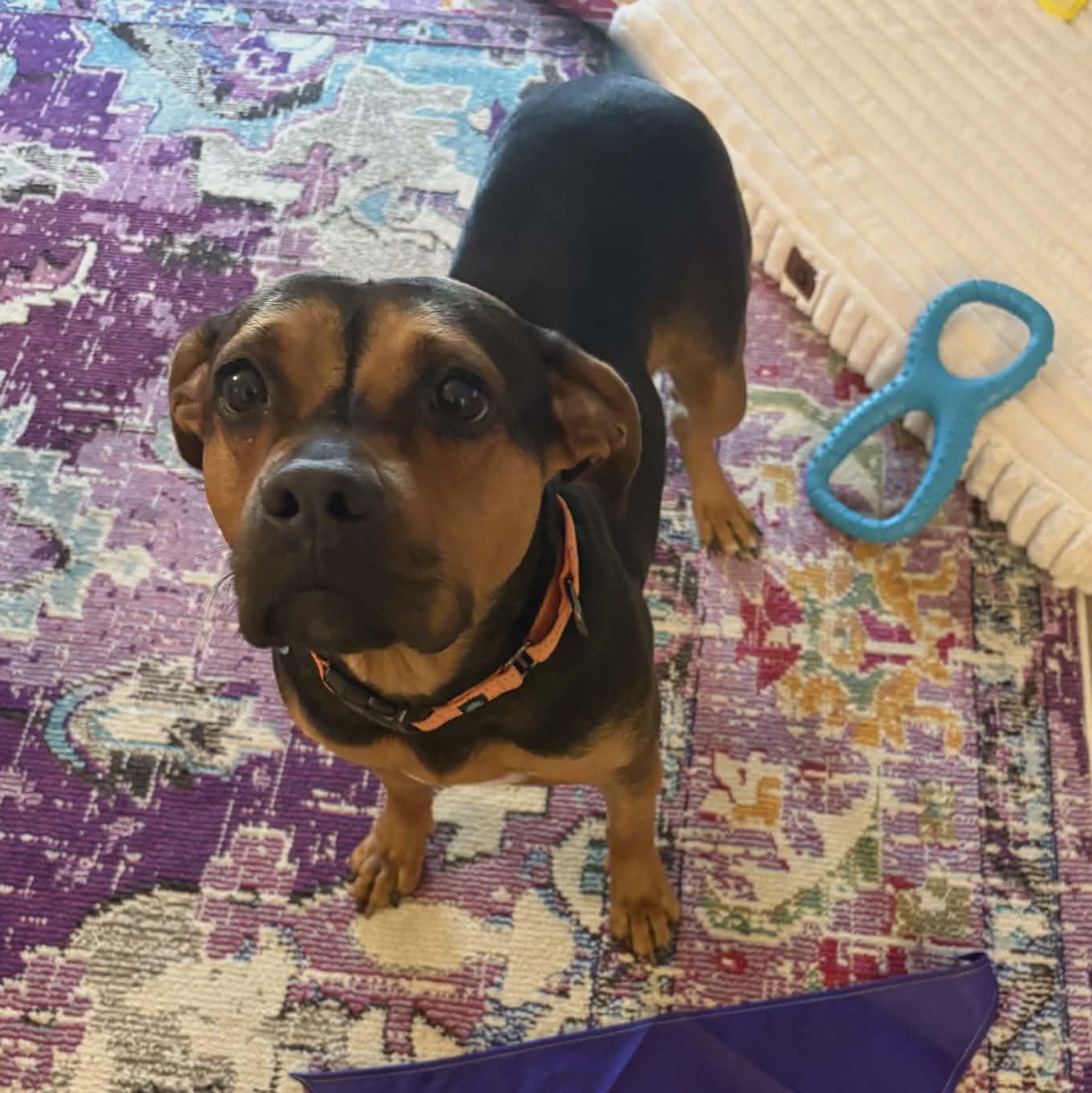 Enlarge Maybelline, an adopted Mixed Breed in Schenectady, NY image 1/5