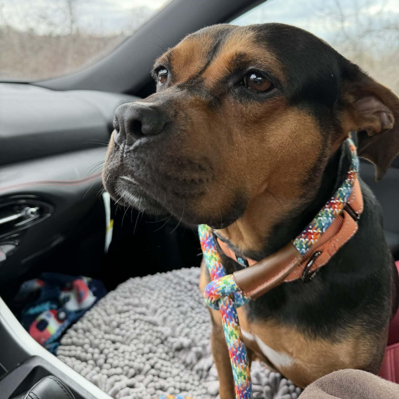 Enlarge Maybelline, an adopted Mixed Breed in Schenectady, NY image 2/5