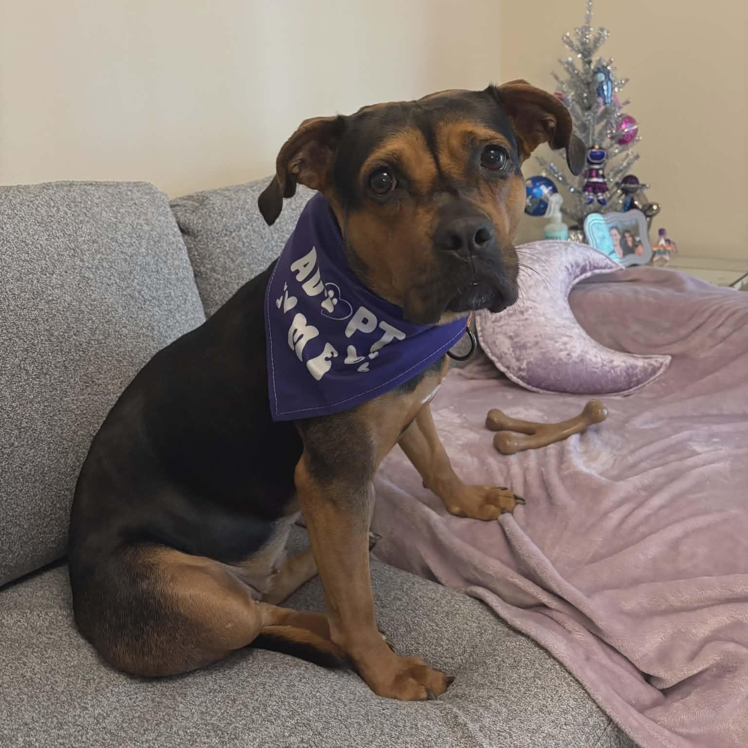 Enlarge Maybelline, an adopted Mixed Breed in Schenectady, NY image 3/5