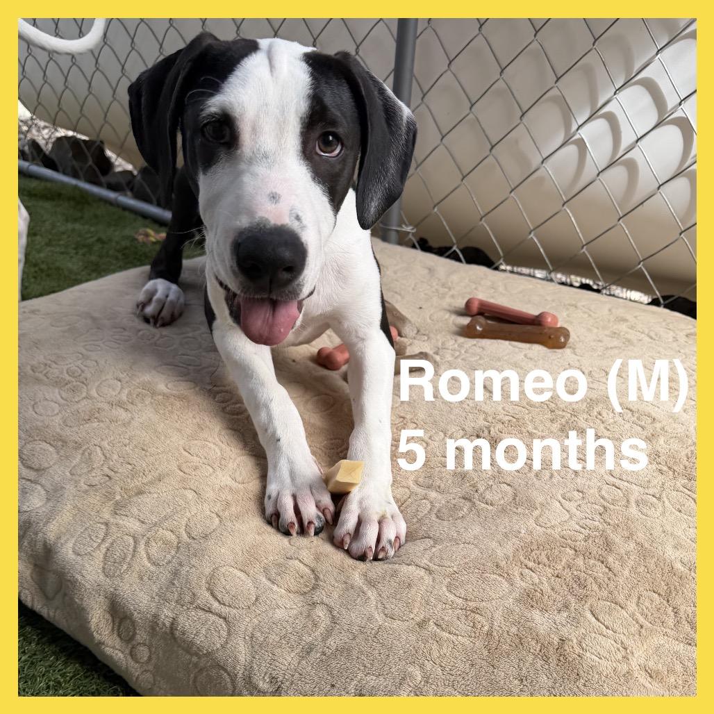 Romeo (Valentine's Litter), Adoptable, Puppy Male Greyhound & Catahoula Leopard Dog.