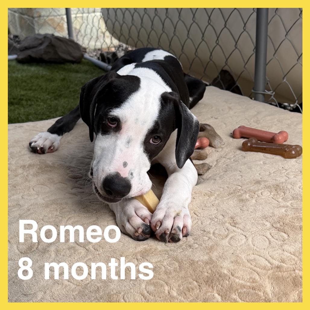 Enlarge Romeo (Valentine's Litter), a Adoptable mixed breed in Volcano, HI image 1/6