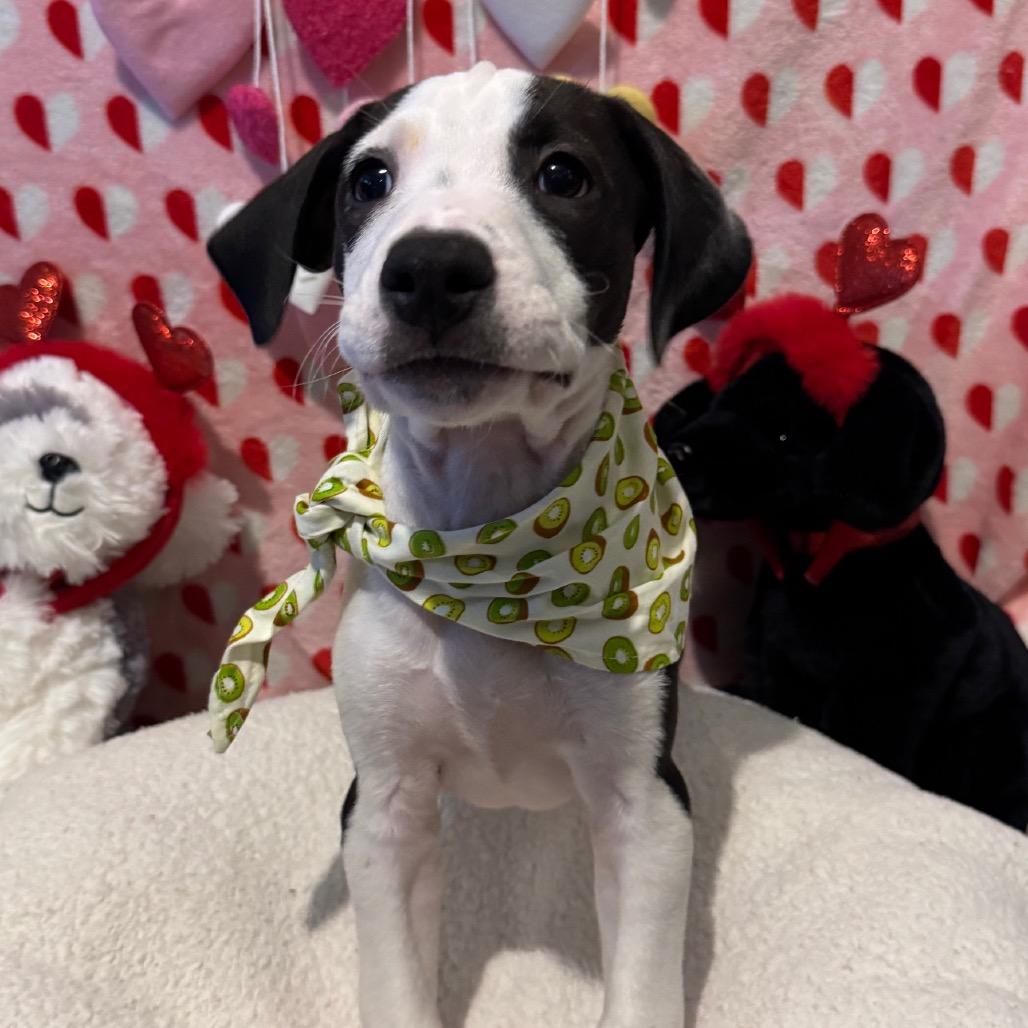 Enlarge Romeo (Valentine's Litter), a Adoptable mixed breed in Volcano, HI image 1/4