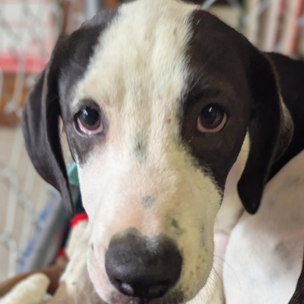 Enlarge Romeo (Valentine's Litter), a Adoptable mixed breed in Volcano, HI image 2/4