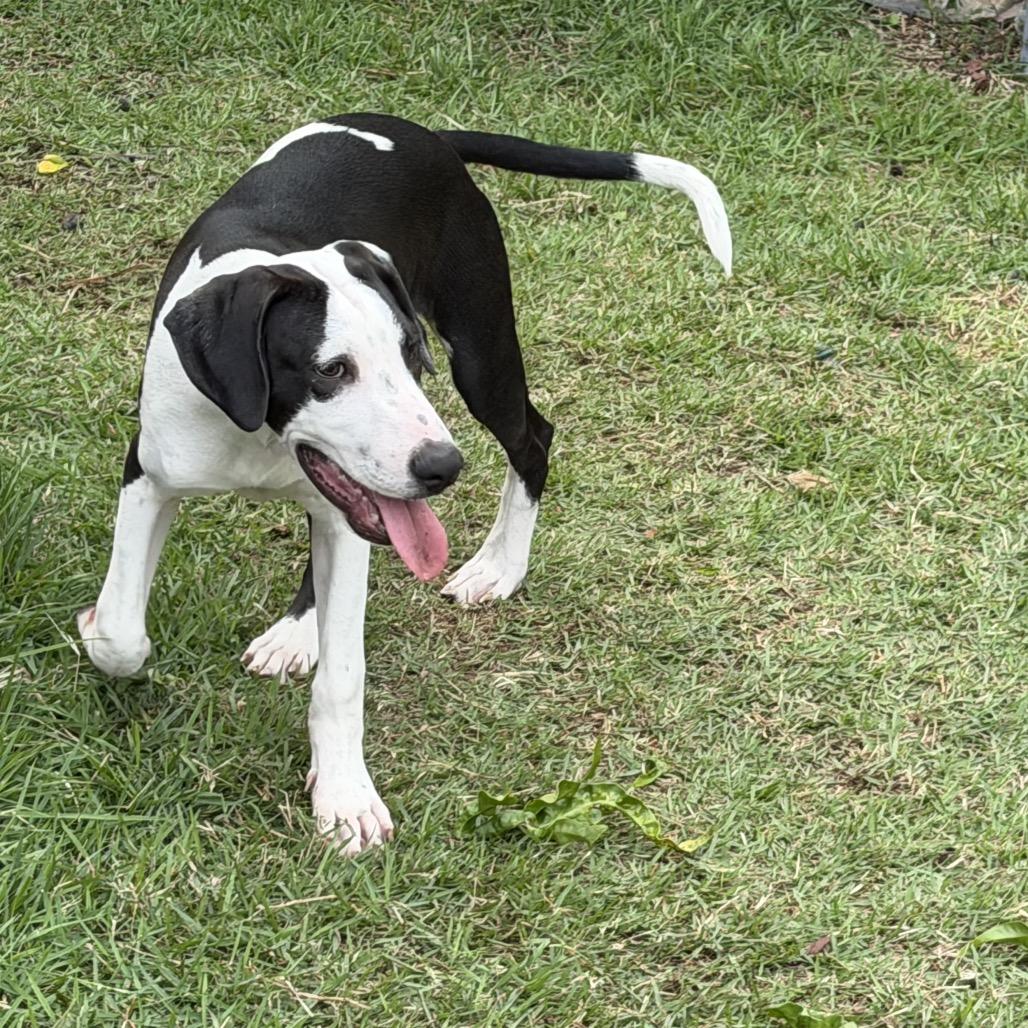 Enlarge Romeo (Valentine's Litter), a Adoptable mixed breed in Volcano, HI image 4/6