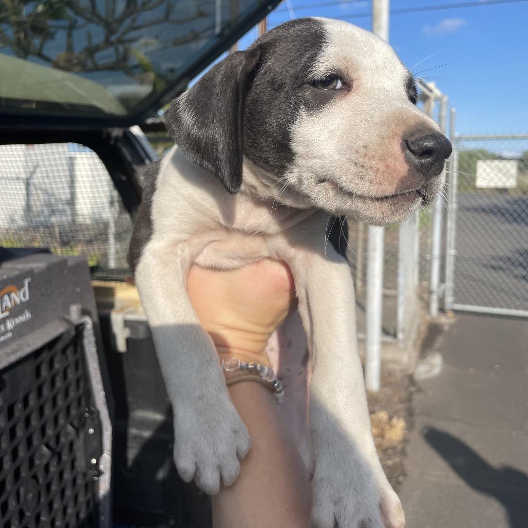 Enlarge Romeo (Valentine's Litter), a Adoptable mixed breed in Volcano, HI image 3/4