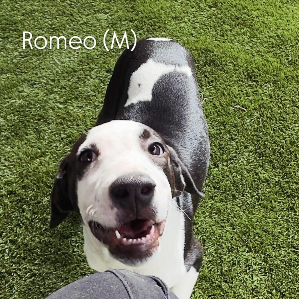 Enlarge Romeo (Valentine's Litter), a Adoptable mixed breed in Volcano, HI image 4/4