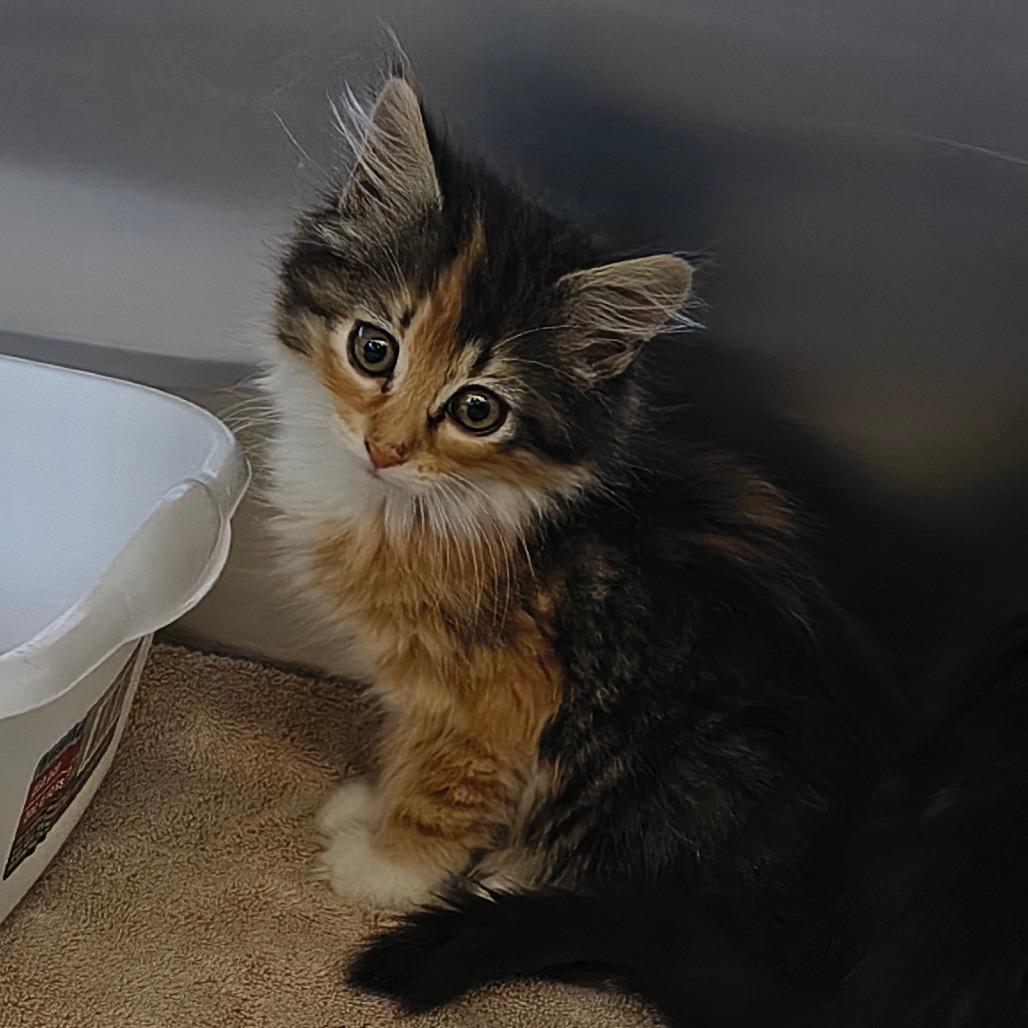 Enlarge Sol, a Adoptable Domestic Medium Hair in Othello, WA image 1/1