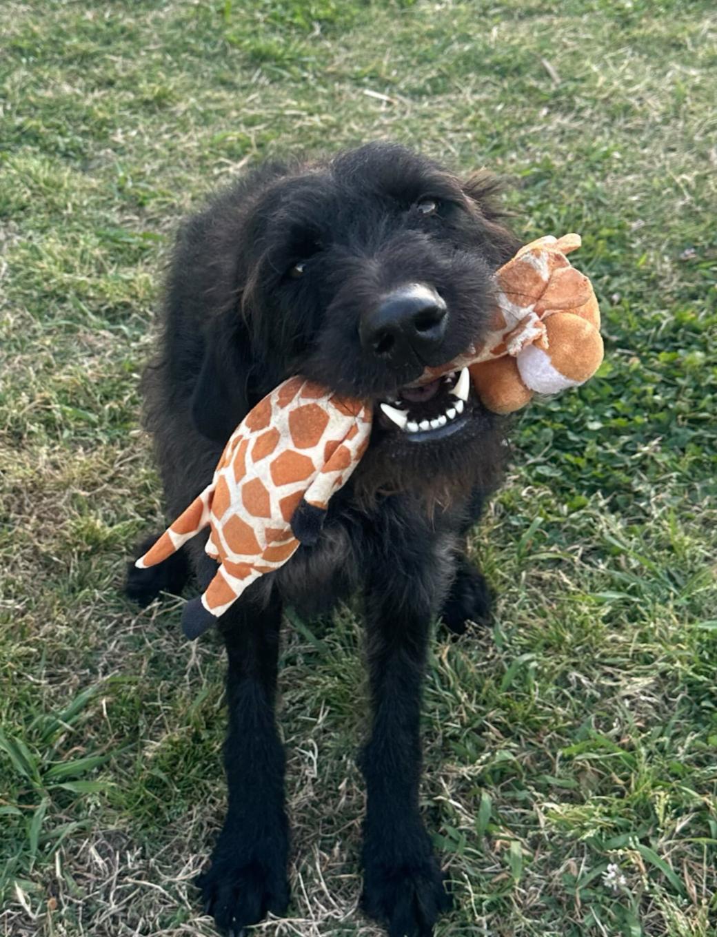 Enlarge Teddie, an adopted Labradoodle in Garland, TX image 2/5