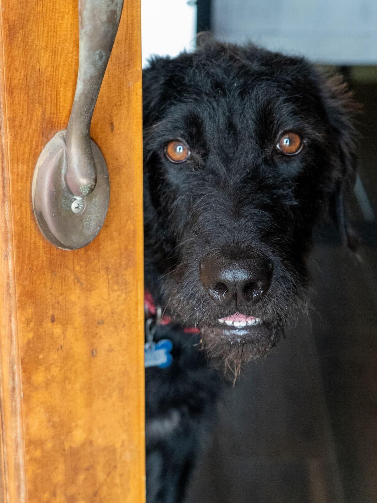 Enlarge Teddie, an adopted Labradoodle in Garland, TX image 4/5