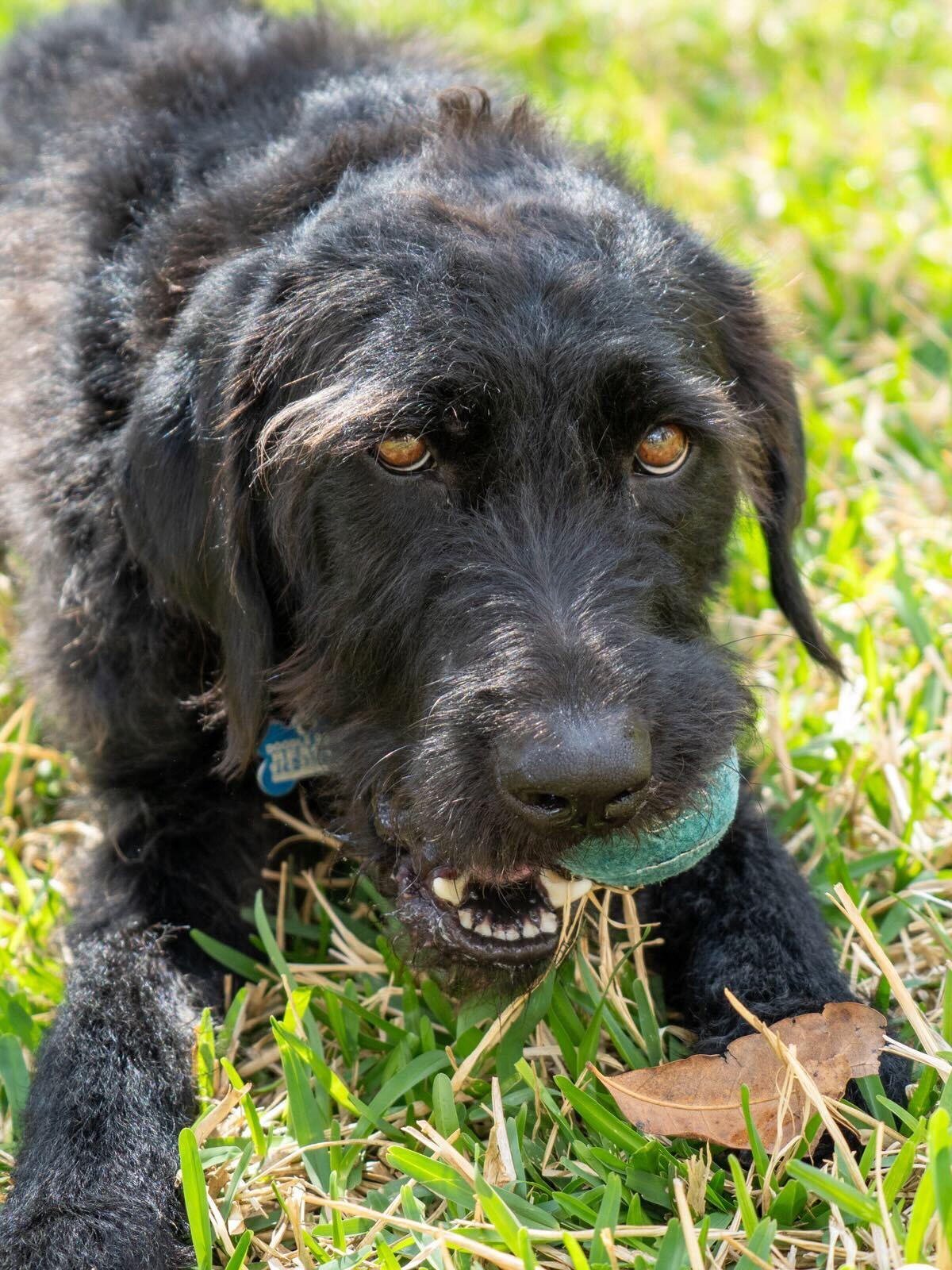 Enlarge Teddie, an adopted Labradoodle in Garland, TX image 5/5